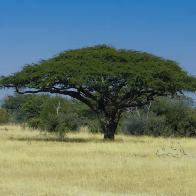 LETS-BRAAI-Kameeldoring-Braaiwood-30kg-Hardwood-3 LET'S BRAAI Kameeldoring Braai wood 30kg Namibian Hardwood