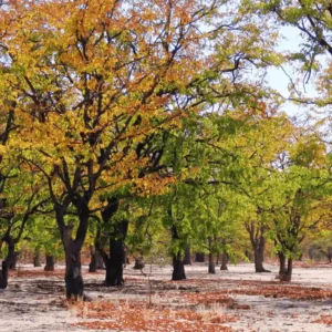 LETS-BRAAI-Mopane-Braaiwood-30kg-Hardwood-2 (1) Mopane wood for fire pits, pizza oven and bbq burning flames